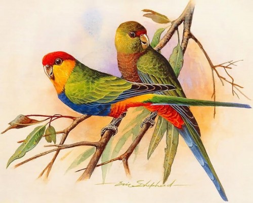 دانلود نقاشی های زیبا از پرندگان