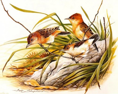 دانلود نقاشی های زیبا از پرندگان