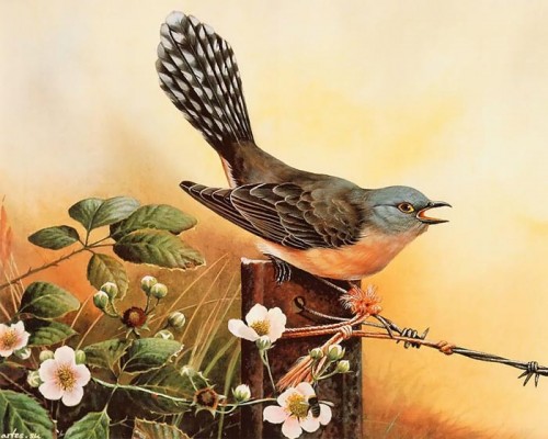 دانلود نقاشی های زیبا از پرندگان