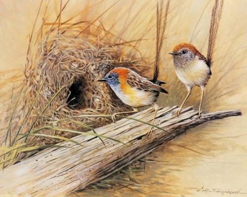 دانلود نقاشی های زیبا از پرندگان