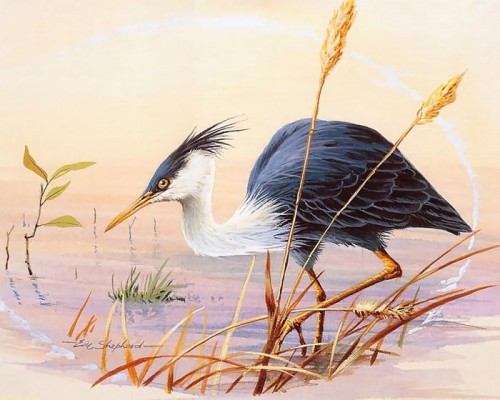 دانلود نقاشی های زیبا از پرندگان