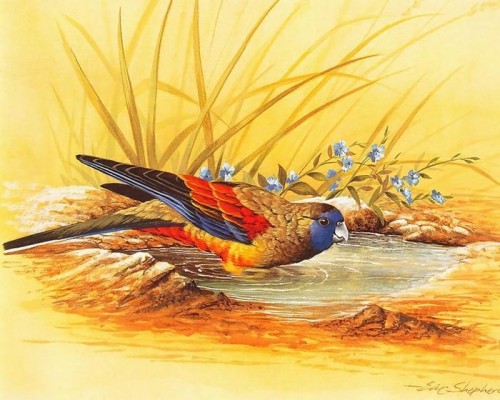 دانلود نقاشی های زیبا از پرندگان
