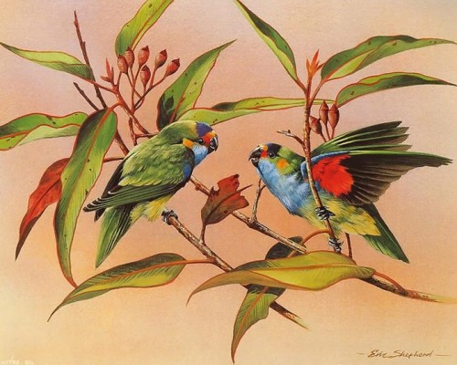 دانلود نقاشی های زیبا از پرندگان