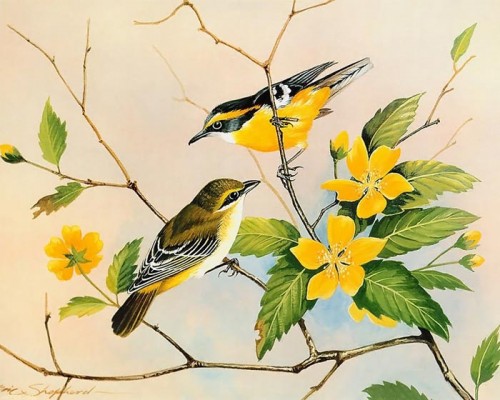 دانلود نقاشی های زیبا از پرندگان