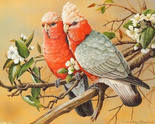 دانلود نقاشی های زیبا از پرندگان