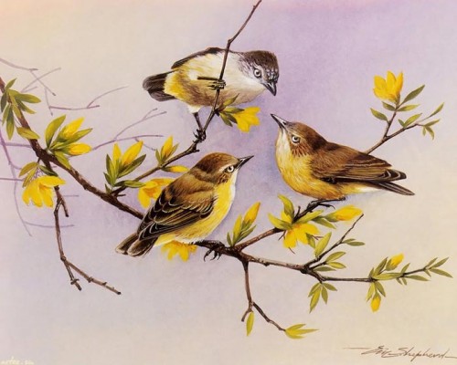 دانلود نقاشی های زیبا از پرندگان