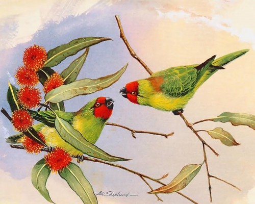 دانلود نقاشی های زیبا از پرندگان