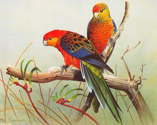 دانلود نقاشی های زیبا از پرندگان