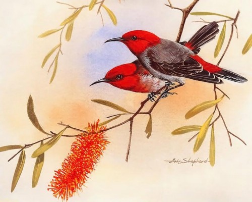 دانلود نقاشی های زیبا از پرندگان