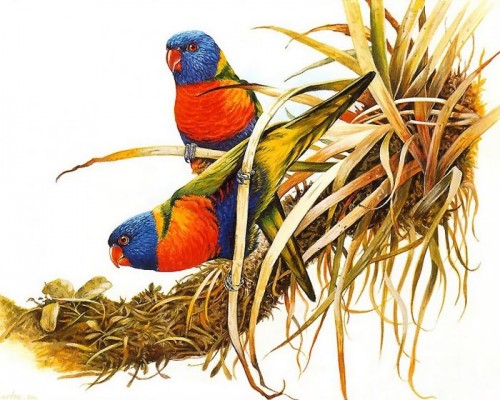 دانلود نقاشی های زیبا از پرندگان