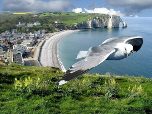 عکس کبوتر و ساحل