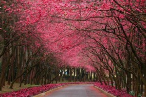 عکس جاده، درخت، گل، جاده در بهار
