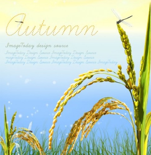 دانلود طرحو پروژه آماده فتوشاپ با موضوع برنج Rice PSD layered material