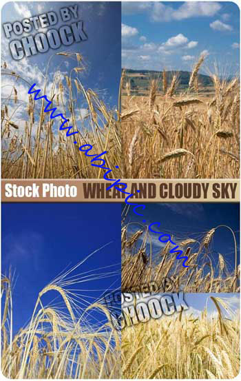 دانلود تصاویر استوک گندم  Stock Photo Wheat