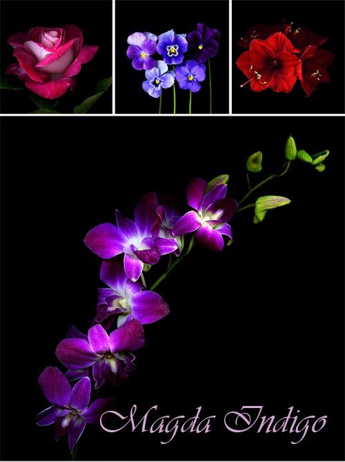 دانلود نمونه تصاویر زیبا از عکاسی از گل ها