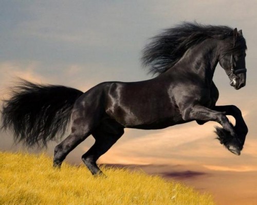 تصاویری بسیار زیبا از اسب های زیبا
