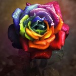 عکس های رنگارنگ