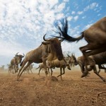 گاو میش آفریقایی