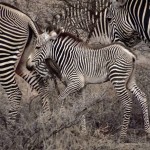 گورخر آفریقایی