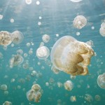 عکس عروس دریایی