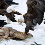 عکس عقاب طلایی