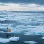 عکس خرس قطبی