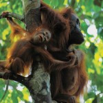 عکس شامپانزه