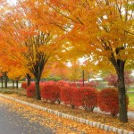 عکس های فصل پاییز