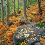 عکس های فصل پاییز