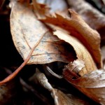 عکس های فصل پاییز