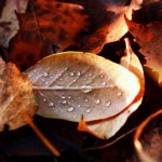 عکس های فصل پاییز