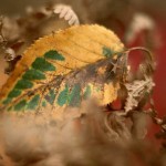 عکس های فصل پاییز