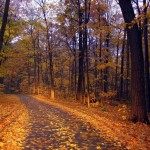 عکس های فصل پاییز