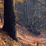 عکس های فصل پاییز