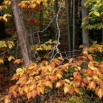 عکس های فصل پاییز