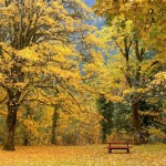 عکس های فصل پاییز