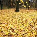 عکس های فصل پاییز