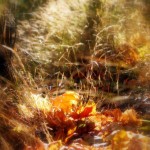 عکس های فصل پاییز