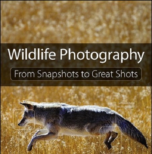 دانلود کتاب آموزش عکاسی از حیات وحش Wildlife Photography From Snapshots to Great Shots