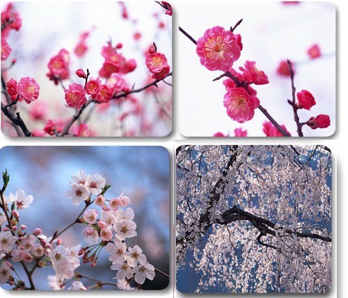دانلود عکس های استوک گل و شکوفه های بهاری cherry in spring - ClipArt