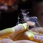 عکس های جالب از گوشه کنار جهان