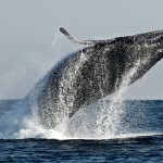 عکس های جالب از گوشه کنار جهان