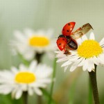 عکس کفش دوزک