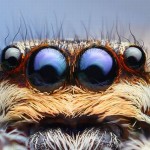 عکس نزدیک از عنکبوت