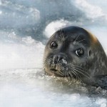 عکس های جالب از گوشه کنار جهان