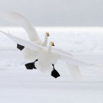 عکس پرنده گان