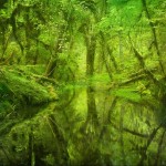 تصاویری رویایی از جنگل های دنیا