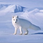 دانلود نقاشی های بی نظیر دنیا