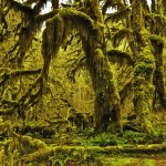 تصاویری رویایی از جنگل های دنیا