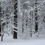 تصاویری بسیار زیبا از فصل زمستان